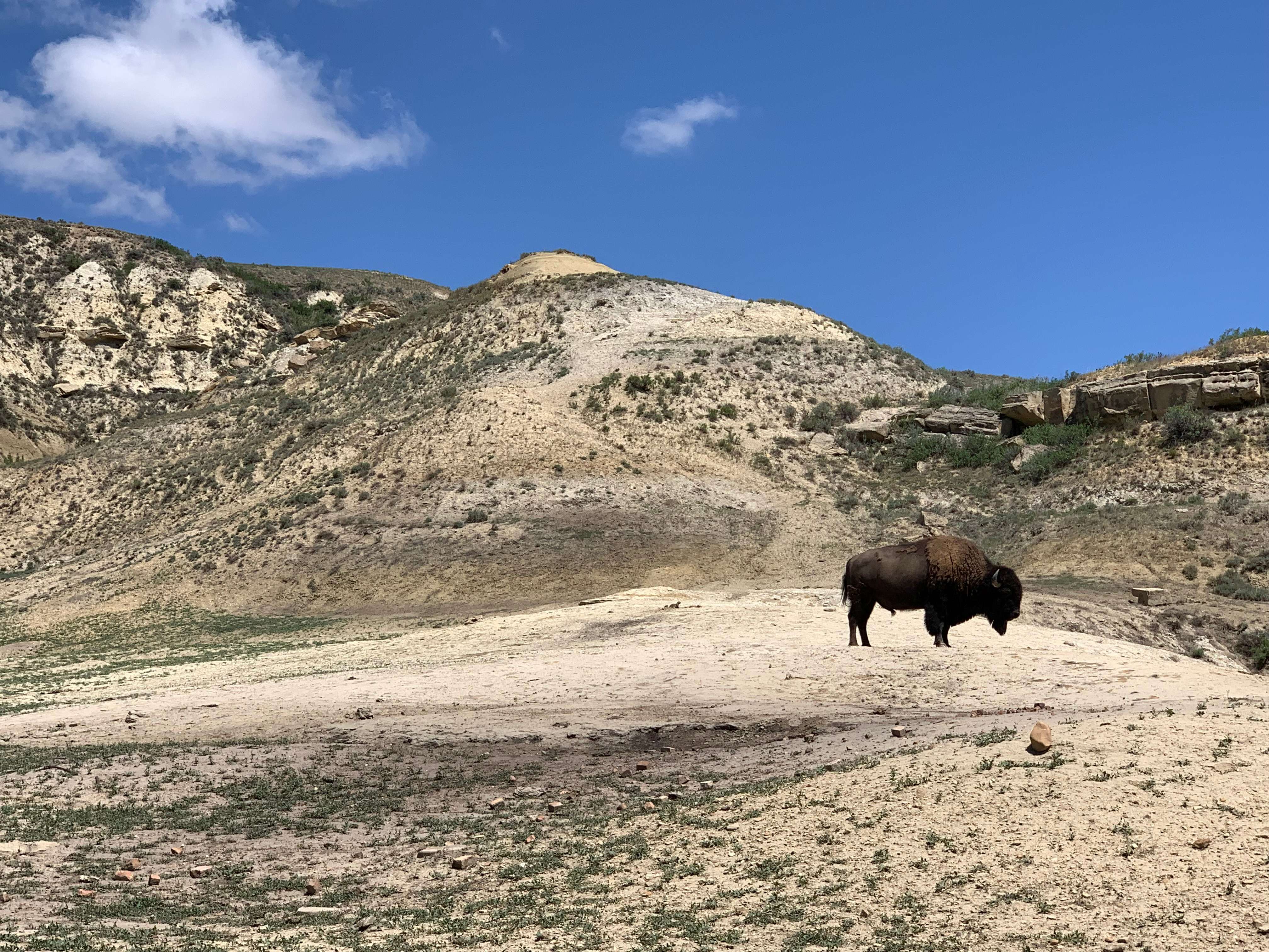 Theodore Roosevelt NP